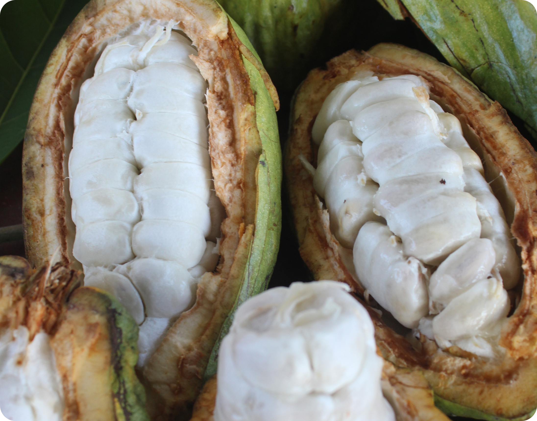Sustainable cacao production